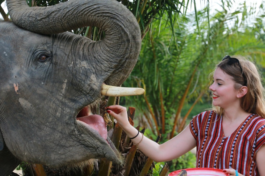Hands-on Ethical Elephant Feeding in Phuket Sanctuary