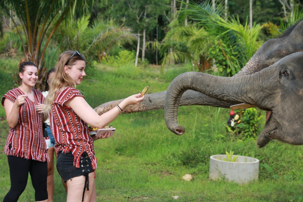 Feeding Fresh Bananas to Gentle Elephants in Traditional Karen Uniforms