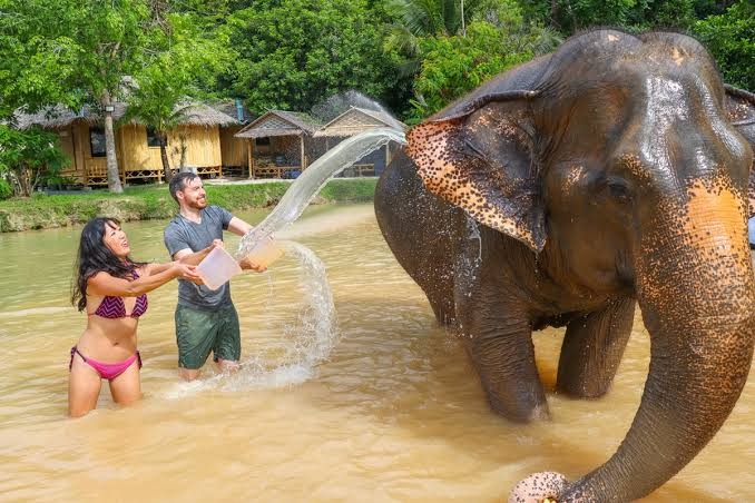 Natural River Mud Bath and Water Splash with Elephants